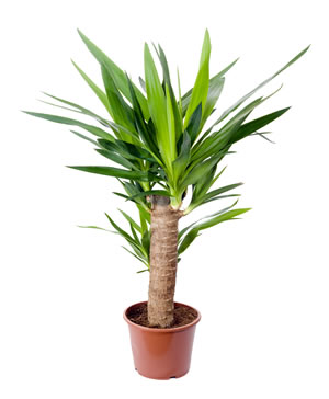 Yucca im Topf