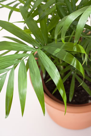 Bergpalme, Chamaedorea elegans PflegeAnleitung