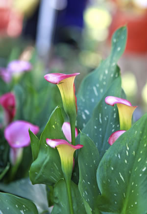 Calla, Zimmercalla, Zantedeschia aethiopica PflegeAnleitung