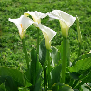 Calla, Zimmercalla, Zantedeschia aethiopica PflegeAnleitung