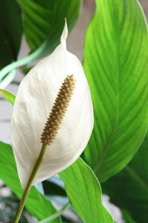 Einblatt, Spathiphyllum Pflanzen und Pflege