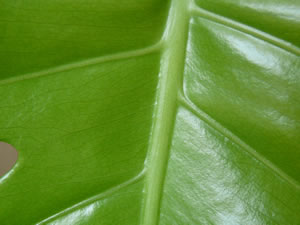 Blatt des Fensterblatts