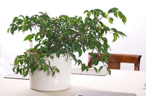 Birkenfeige, Ficus Benjamina Pflege und Schneiden