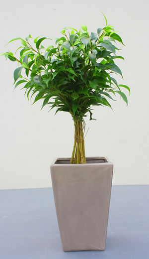 Birkenfeige, Ficus Benjamina Pflege und Schneiden