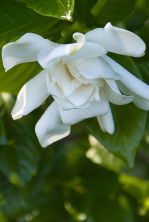 Gardenien, Gardenia - Sorten und Pflege-Anleitung