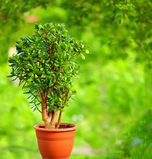Geldbaum, Crassula ovata Pflege, Schneiden und Vermehren