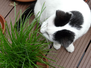 Katze frisst Katzengras