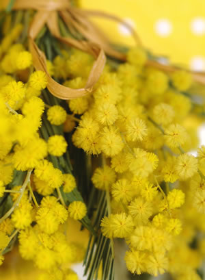 Mimose, Mimosa pudica PflegeAnleitung