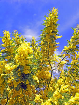 Mimose, Mimosa pudica PflegeAnleitung