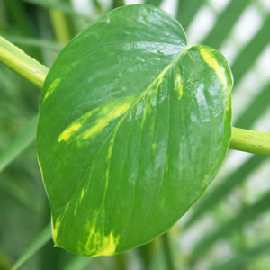 Blatt der Monstera