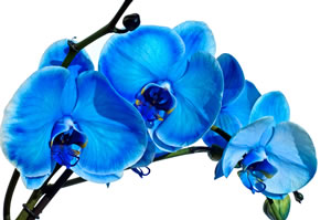 Blaue Orchidee