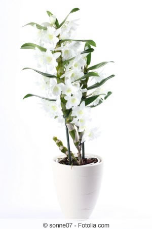 Dendrobium Nobile Orchidee PflegeAnleitung