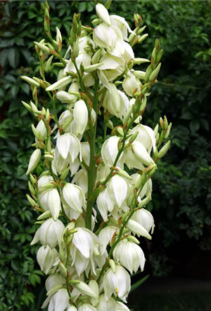 Fädige Palmlilie, Yucca Filamentosa PflegeAnleitung