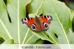 Schmetterling auf einer Zimmeraralie