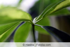 Blatt der Zimmeraralie