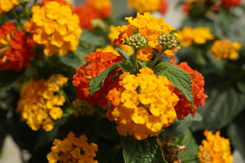 Wandelröschen, Lantana camara - Pflege und Überwintern