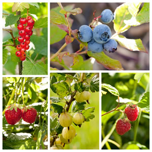 Beerenobst - Sorten und Pflege-Anleitung für Beerensträucher