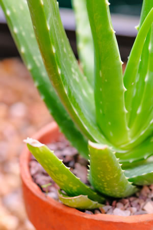 Aloe Vera Pflanze Haltung amp Pflege Anleitung